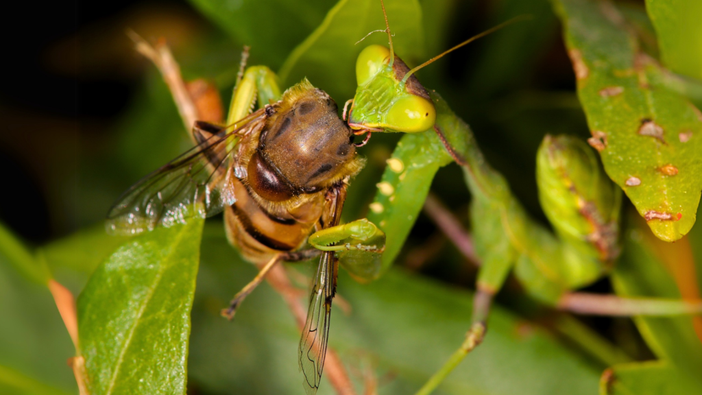 Praying Mantis | 12 Small But Fierce Predators That Take Down Large Prey