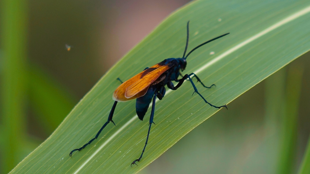 Tarantula Hawk Wasp 