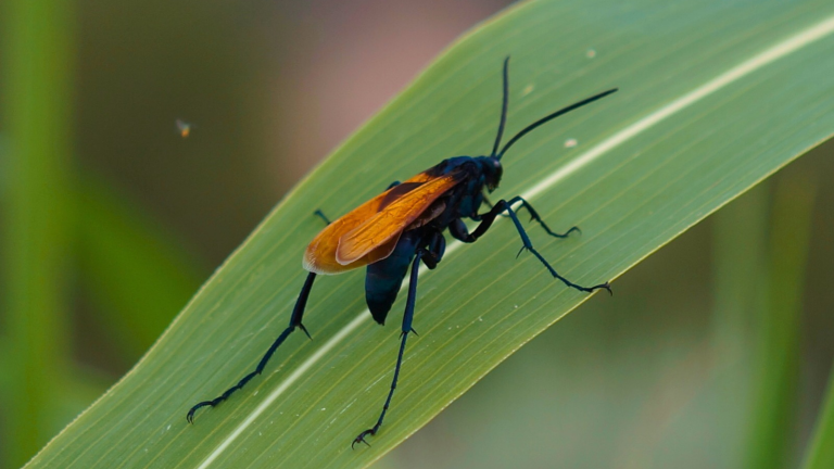 12 Creatures That Hunt Scorpions - Outlandish Owl