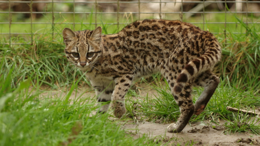 Margay 