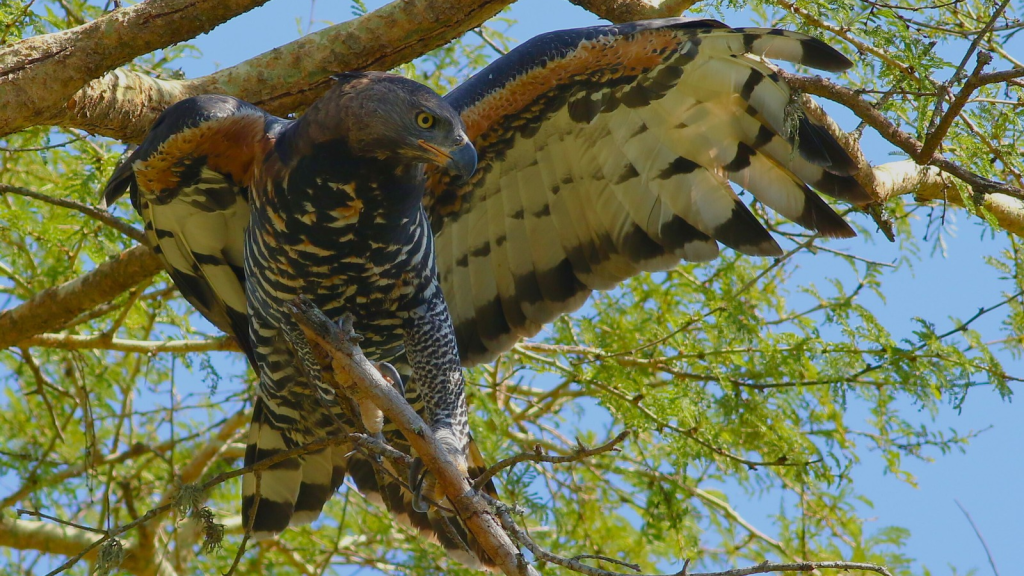 African Crowned Eagle