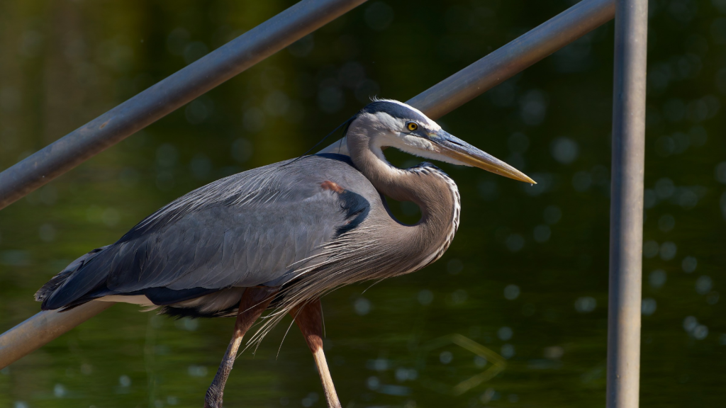 Great Blue Heron