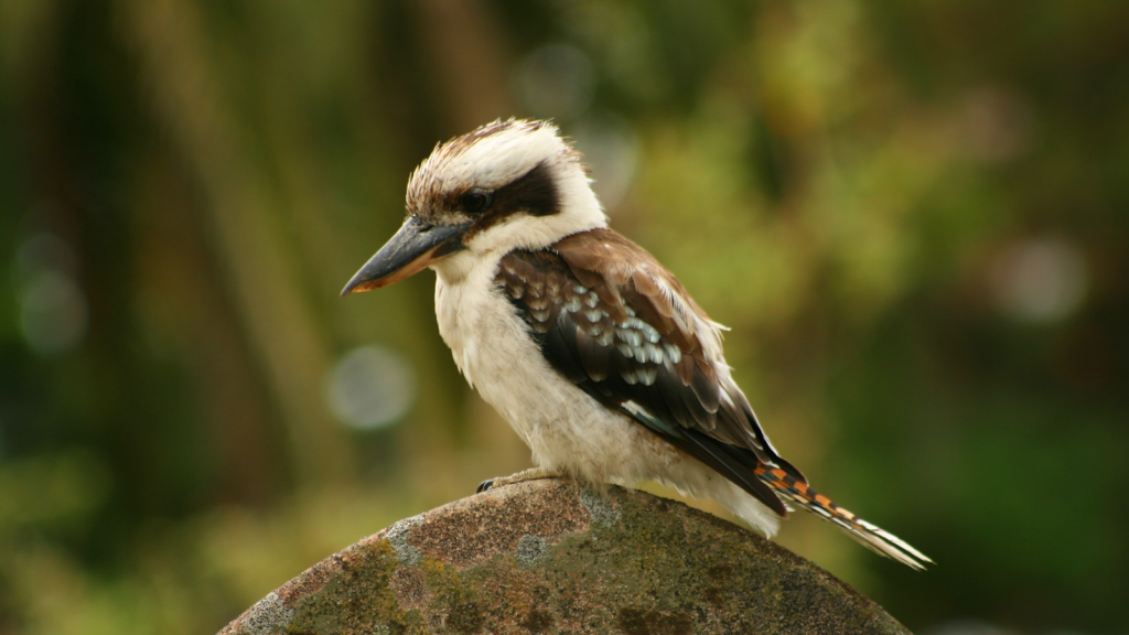 Australian Kookaburra