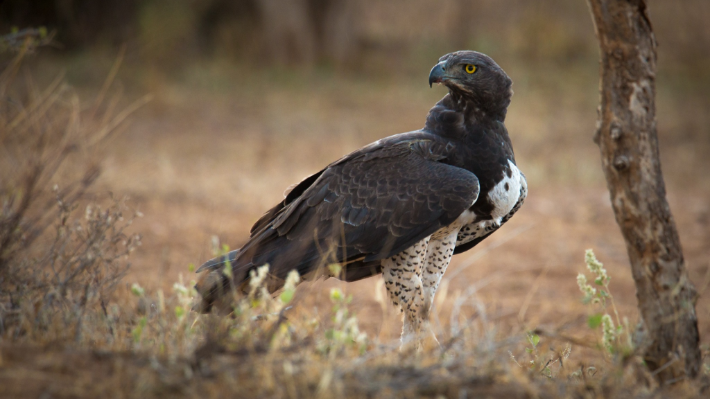 Martial Eagle