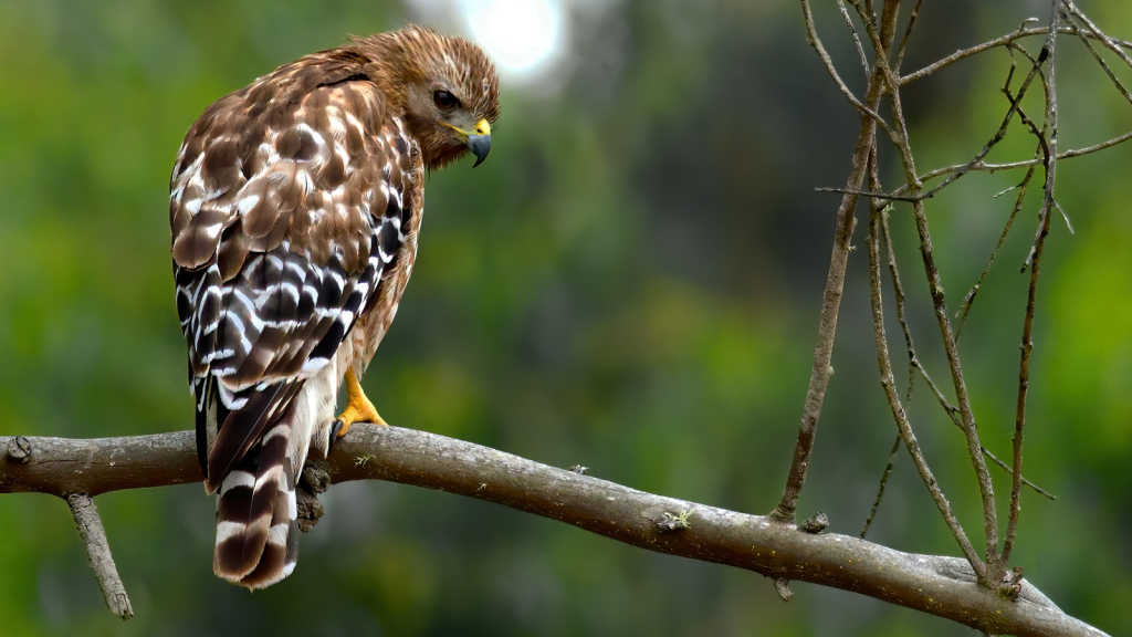 Red-shouldered Hawk