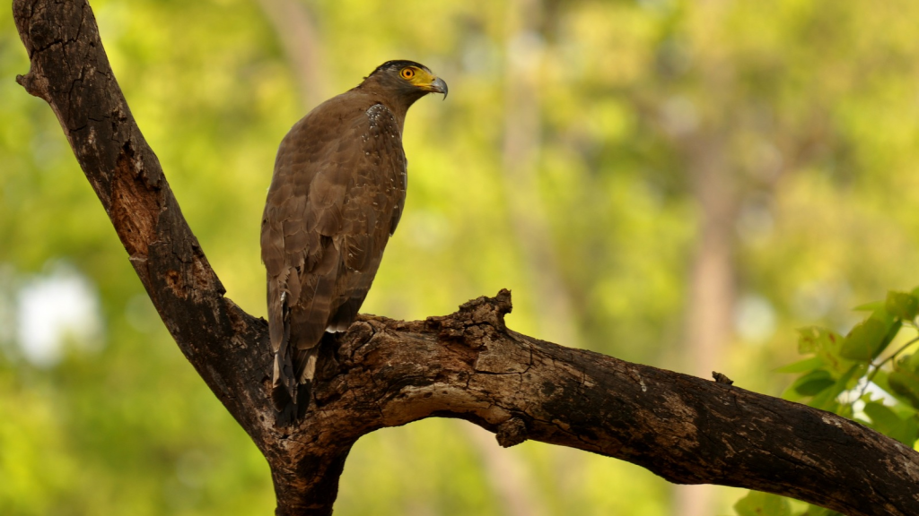 Crested Serpent Eagle