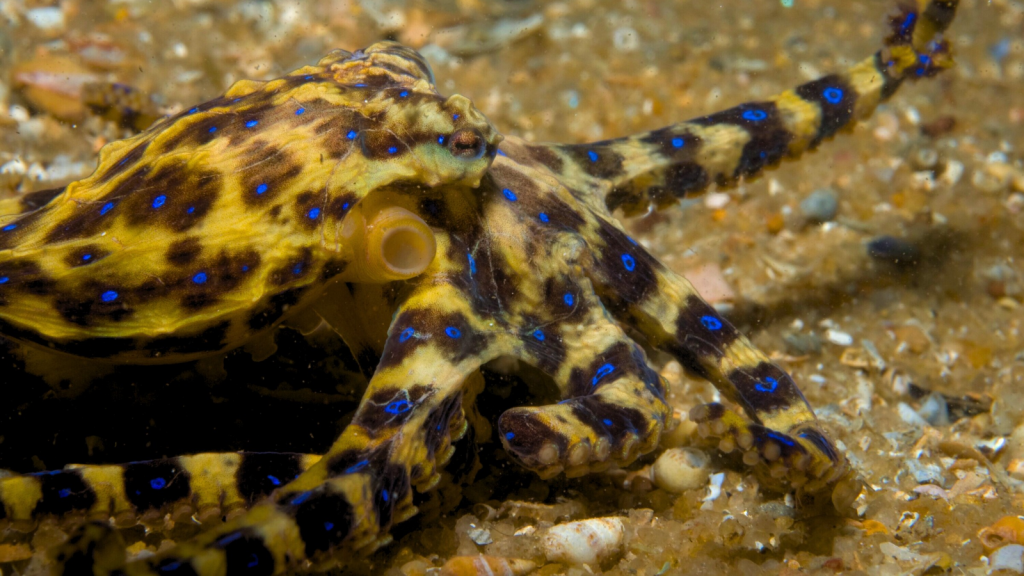 Blue-Ringed Octopus