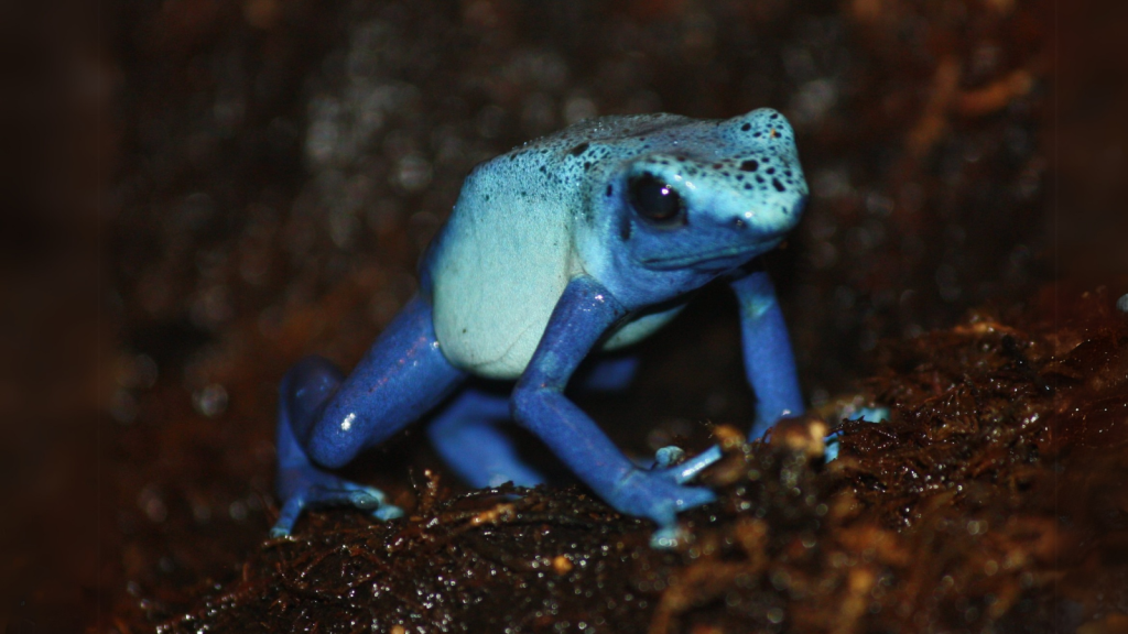 Poison Dart Frog