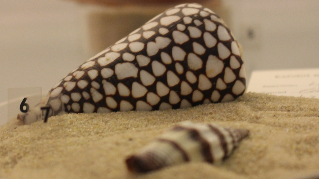 Marbled Cone Snail