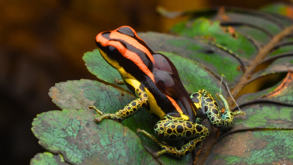 Uakari Poison Frog | 12 Venomous Creatures You Won't Find in Zoos