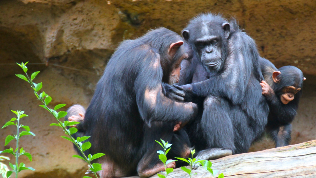 Chimpanzees