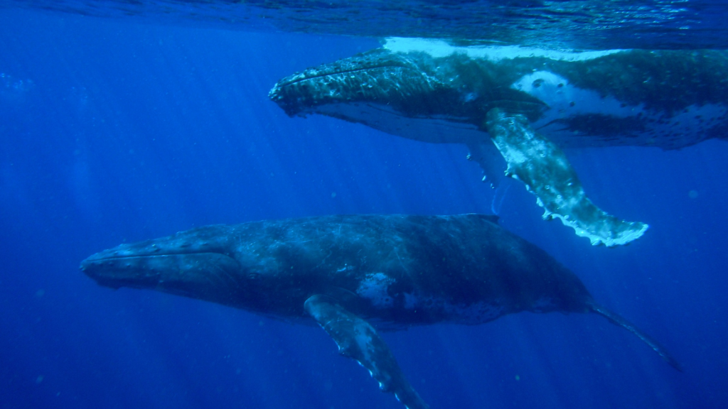 Humpback Whales