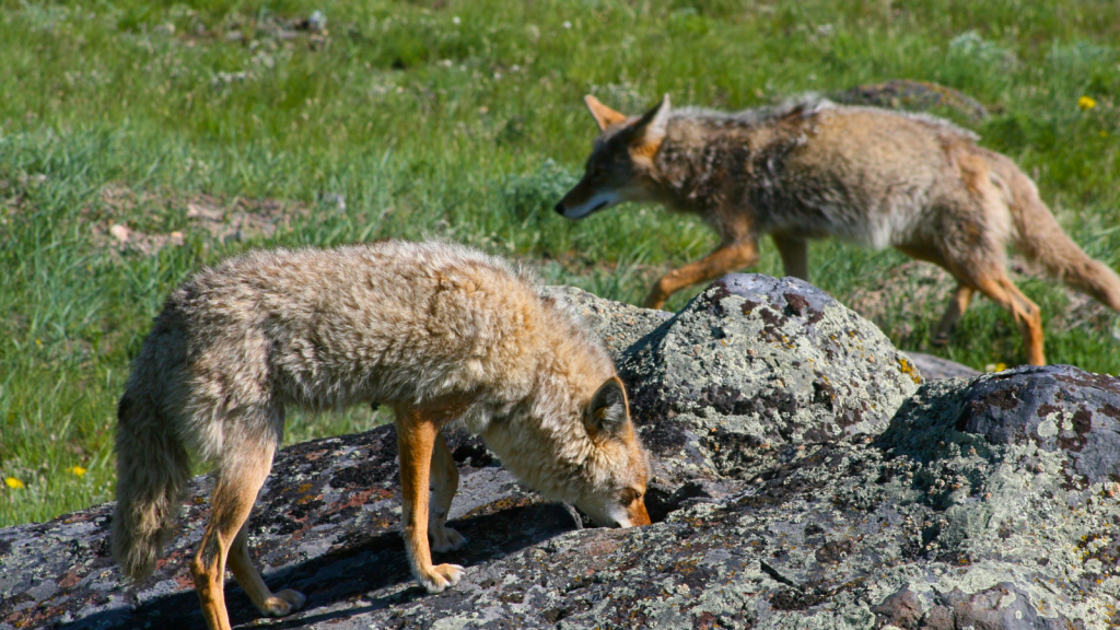 Coyotes 