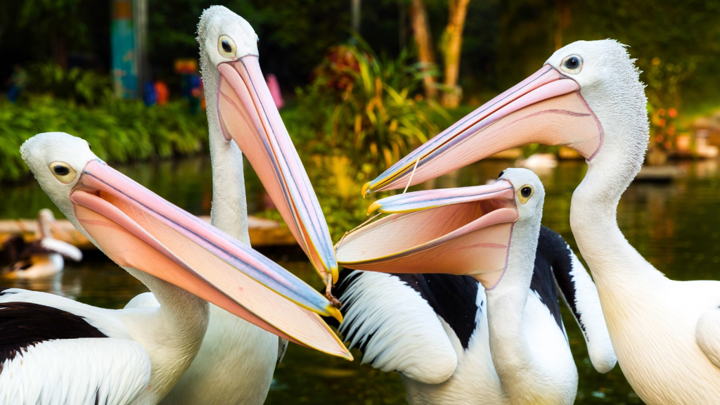 Pelicans | 12 Predators That Use Cooperation to Hunt Successfully