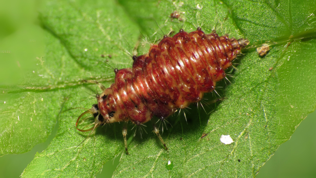 Lacewing Larva