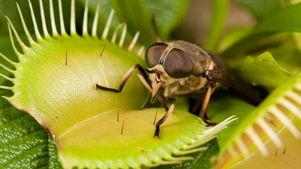 Venus Flytrap | 18 Animals and Plants That Use Traps to Capture Their Food