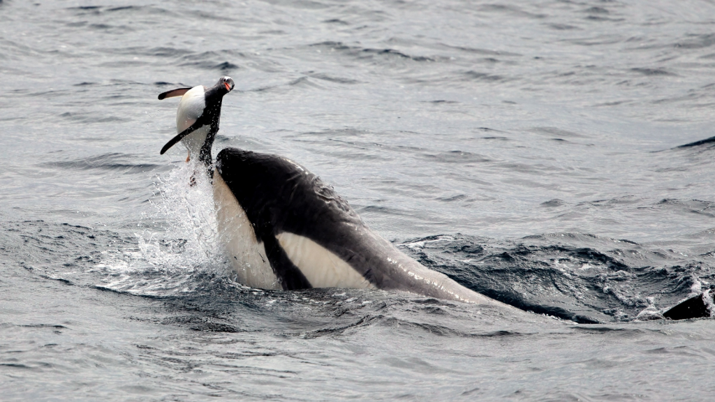 Killer Whale and Penguin