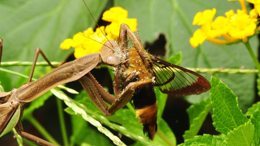 Praying Mantis and Moth