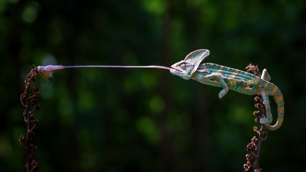 Chameleon and Insects