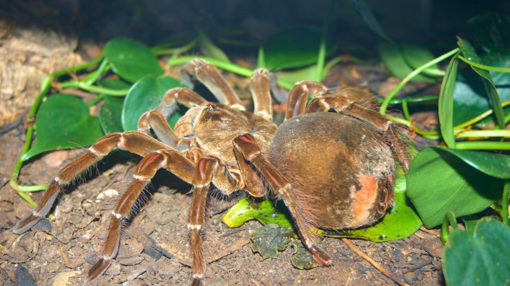 Goliath Birdeater Tarantula