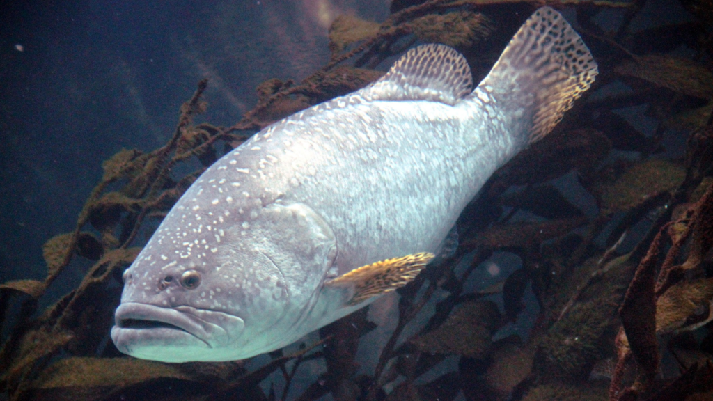 Giant Grouper