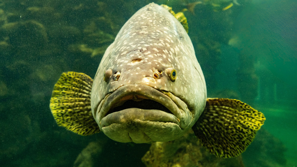 Giant Grouper | 15 Animals That Devour Their Prey Whole