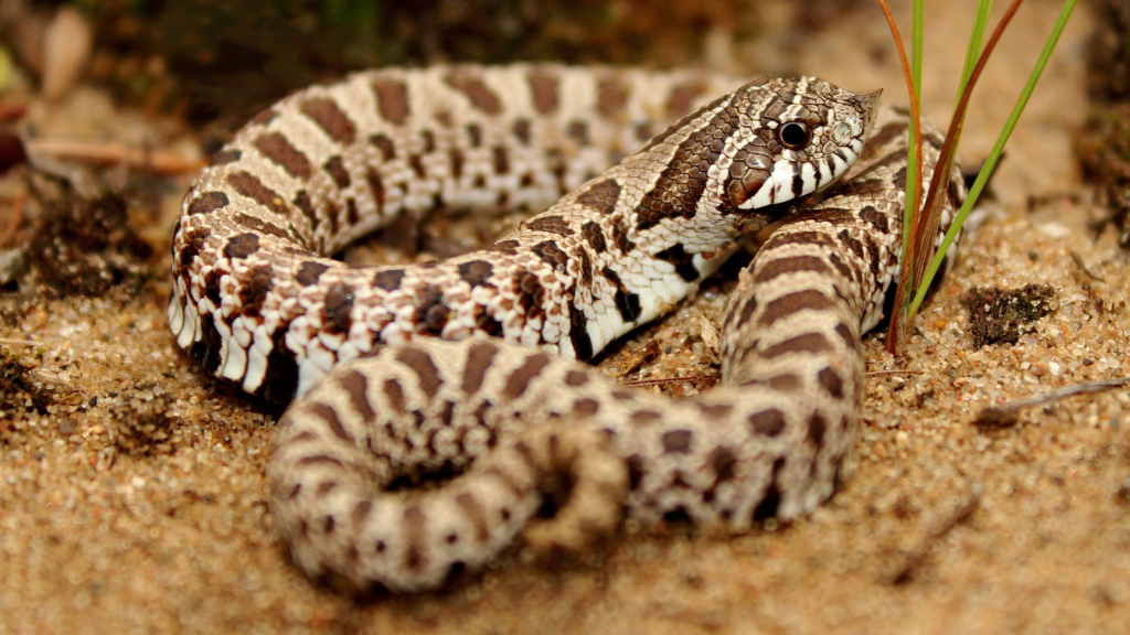 Plains Hognose Snake