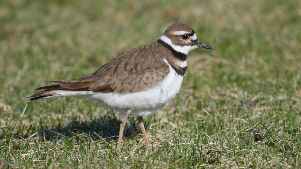 Killdeer