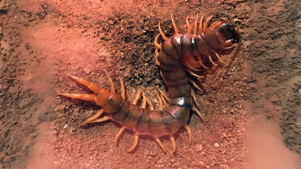 Giant Desert Centipede