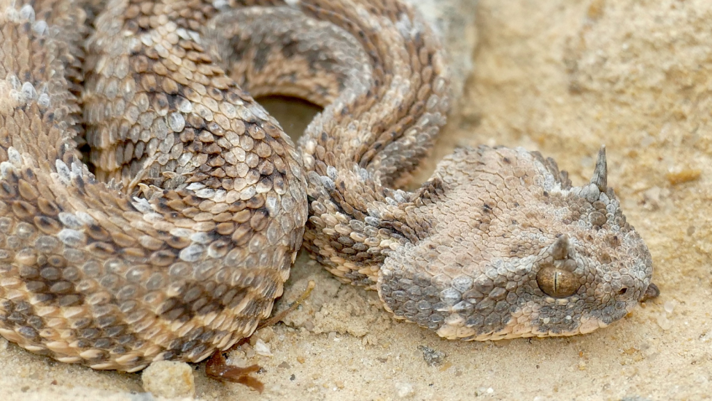 Desert Horned Viper