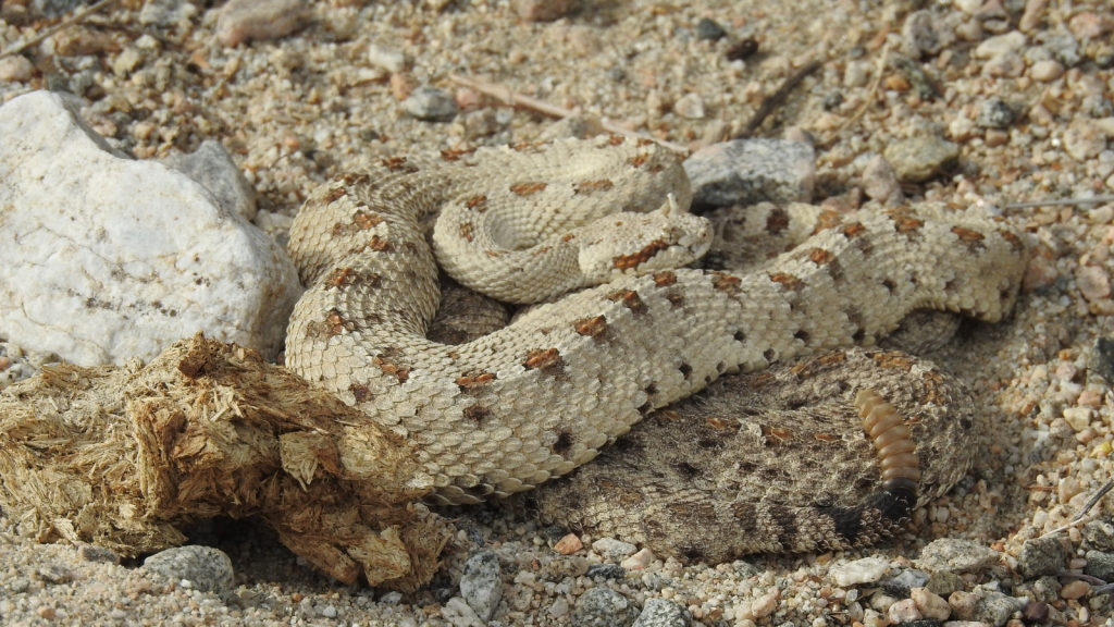 Sidewinder Rattlesnake