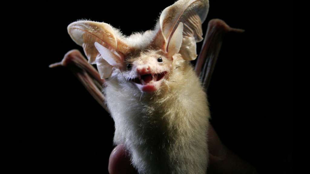 Desert Long-Eared Bat | 10 Desert Predators With Unique Hunting Adaptations