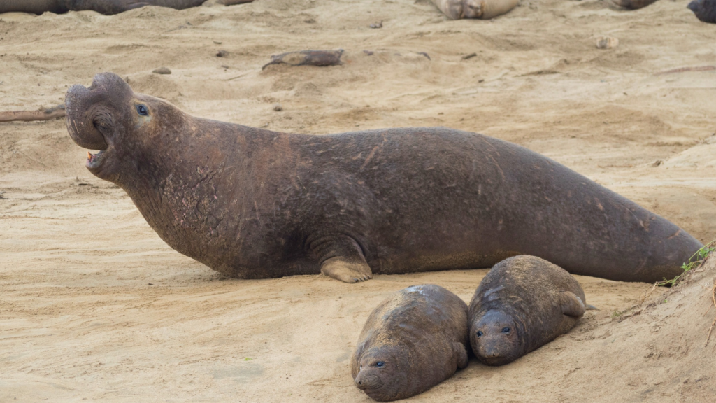 Northern Elephant Seal