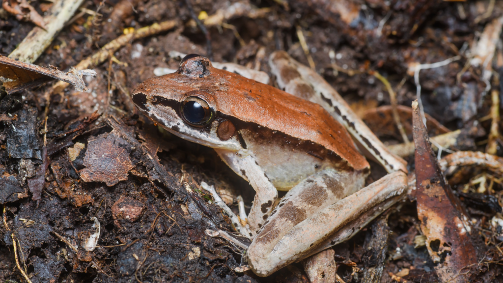 Concave-Eared Torrent Frog