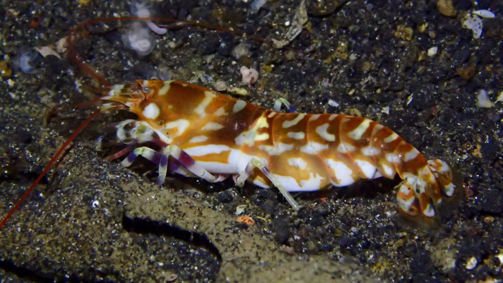 Tiger Pistol Shrimp