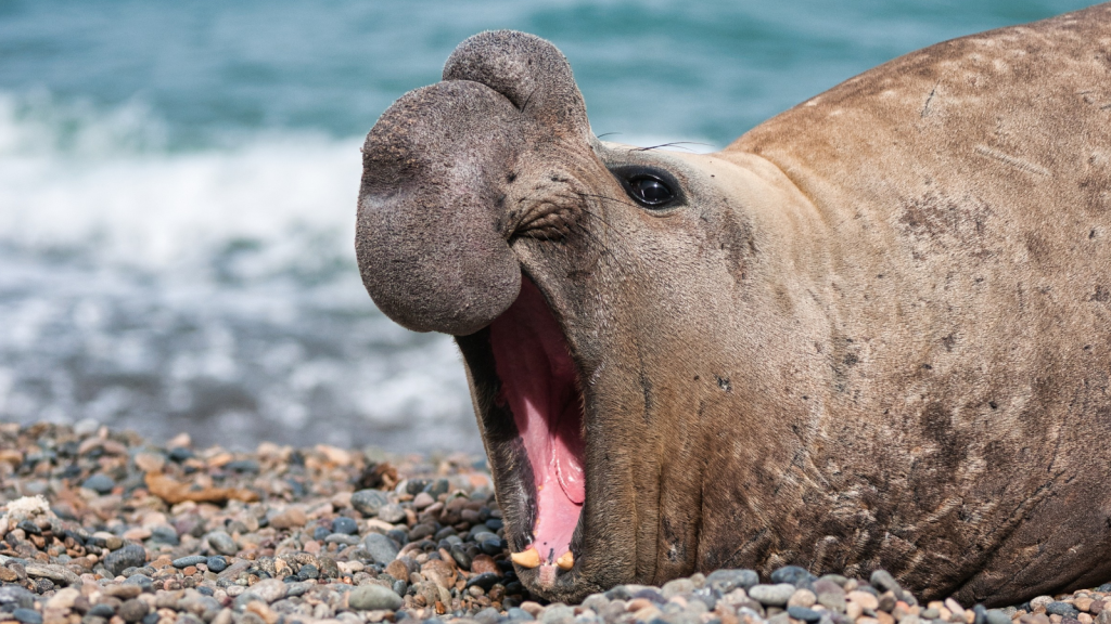 Elephant Seal | 14 Sonic Assassins: Creatures That Kill with Sound