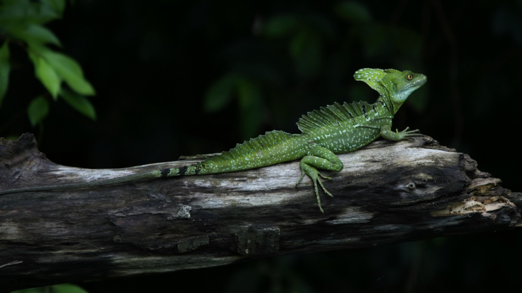 Plumed Basilisk Lizard