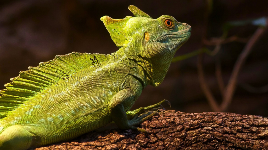 Plumed Basilisk Lizard | 15 Record-Breaking Reptiles: From Massive Pythons to Lightning-Fast Lizards