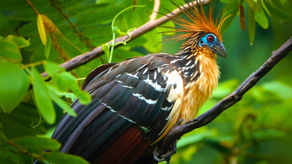 Hoatzin | Evolution's Oddballs: 17 Animals That Defy Classification