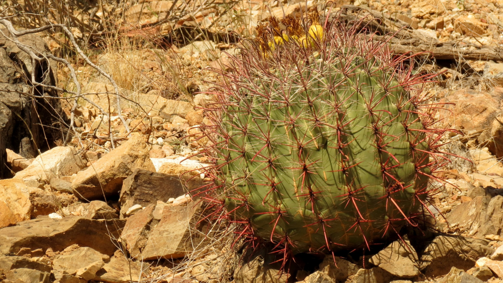 Barrel Cactus