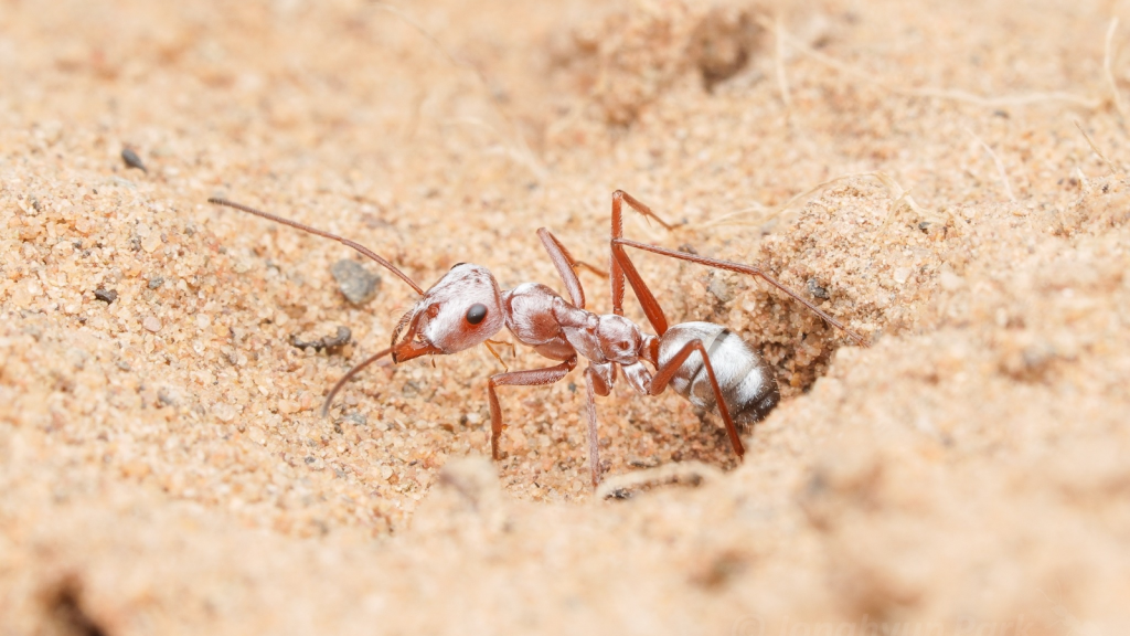 Saharan Silver Ant