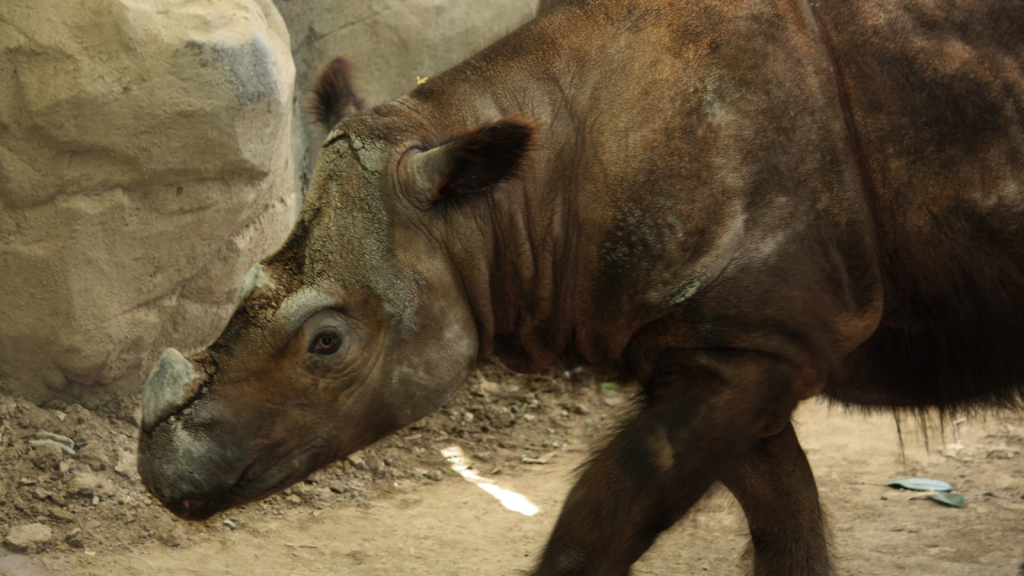 Sumatran Rhinoceros