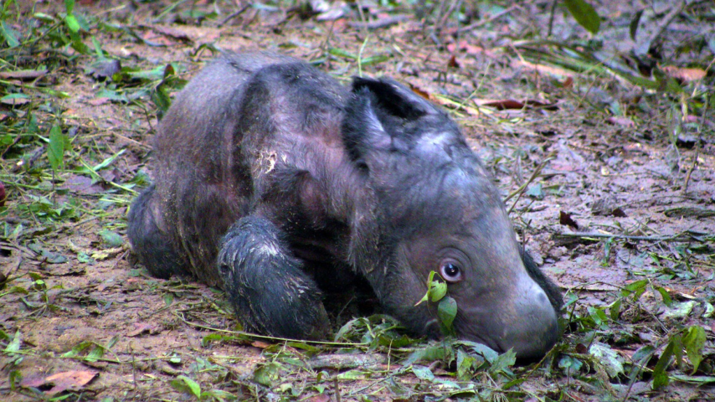 Sumatran Rhinoceros