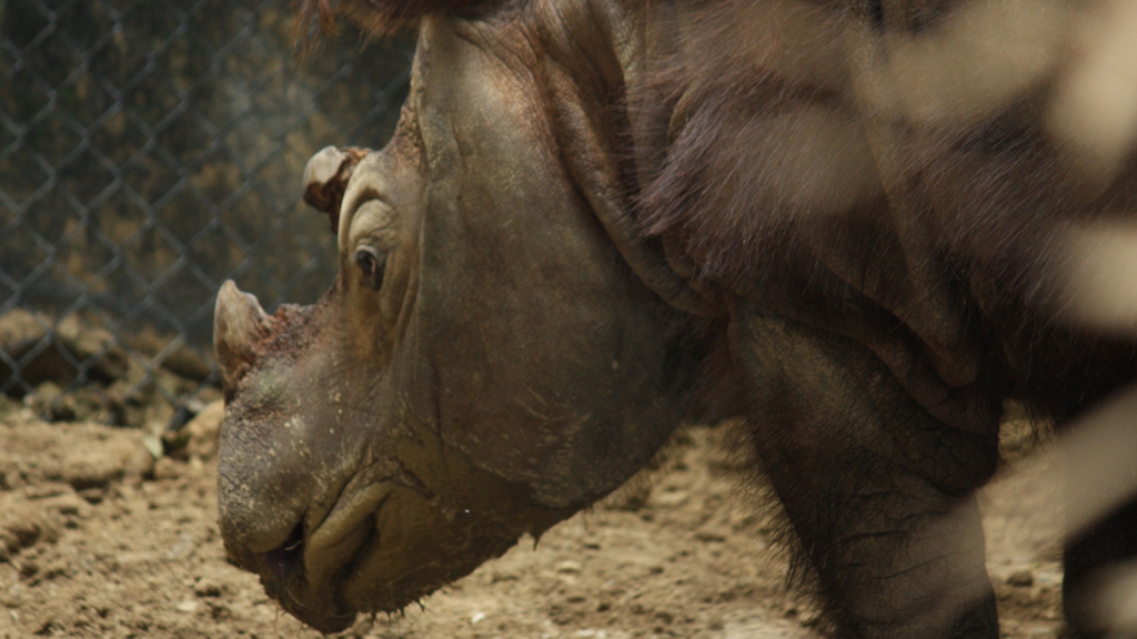 Sumatran Rhinoceros