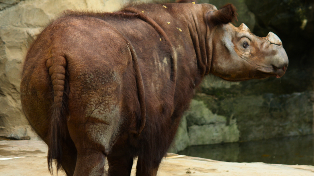 Sumatran Rhinoceros