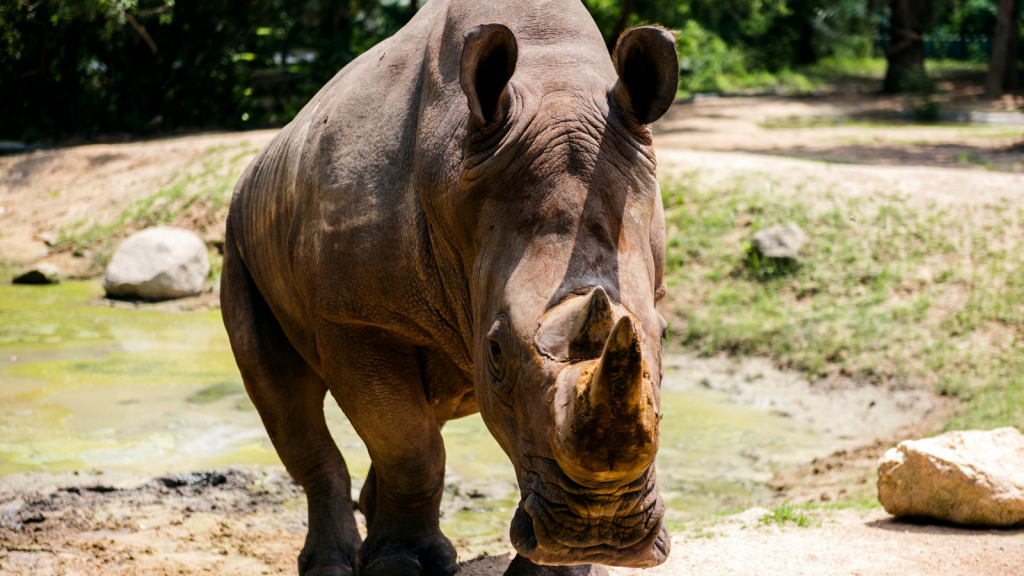 Sumatran Rhinoceros