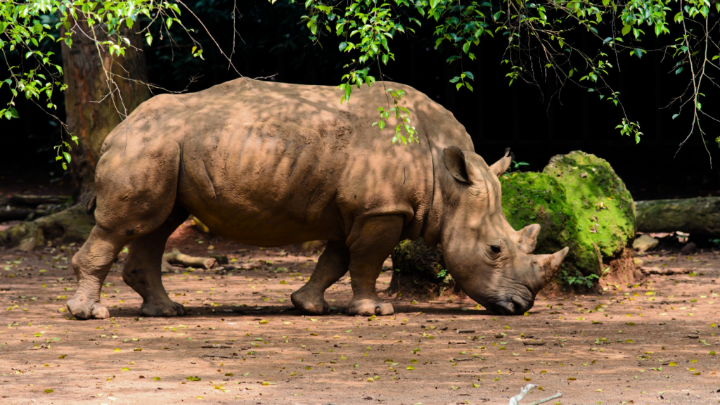 Sumatran Rhinoceros