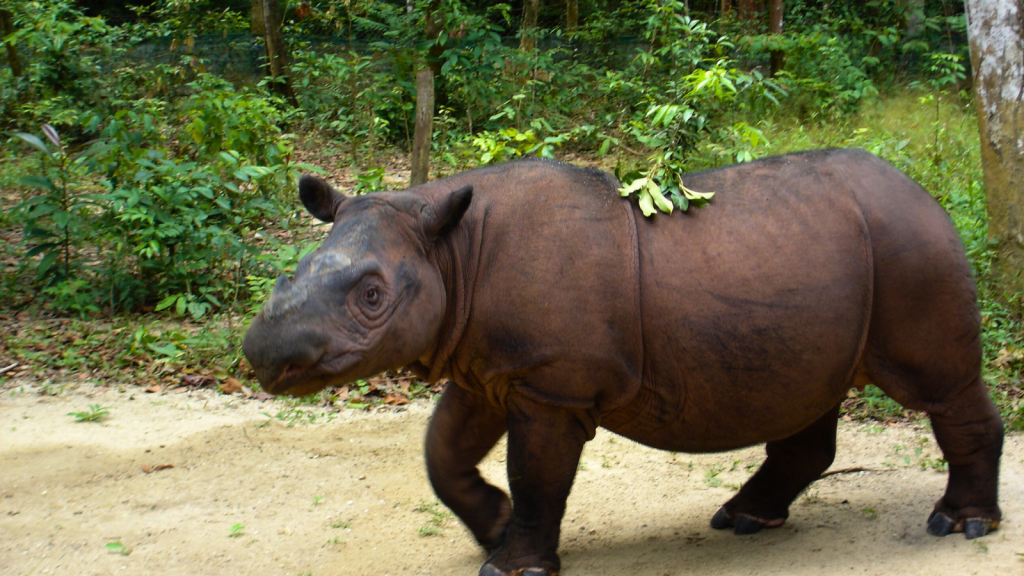 Sumatran Rhinoceros