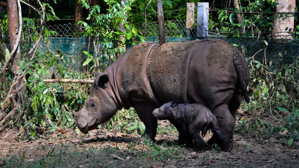 Sumatran Rhinoceros