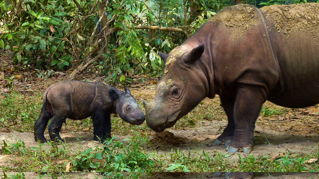 Sumatran Rhinoceros